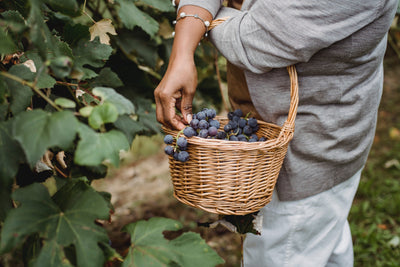 Natural wine. Probably one of the most debated topics of the last few years. But what is it?
